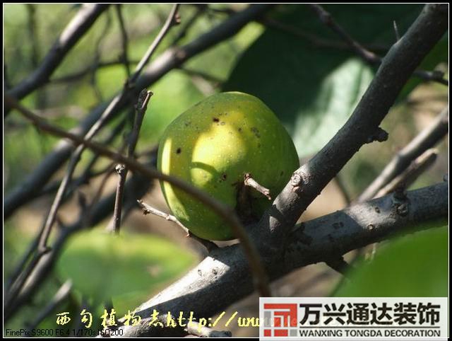 木瓜樹與風(fēng)水風(fēng)水學(xué)木瓜樹是兇木嗎