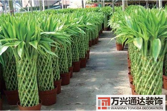大門植物風(fēng)水大門前種什么植物風(fēng)水好