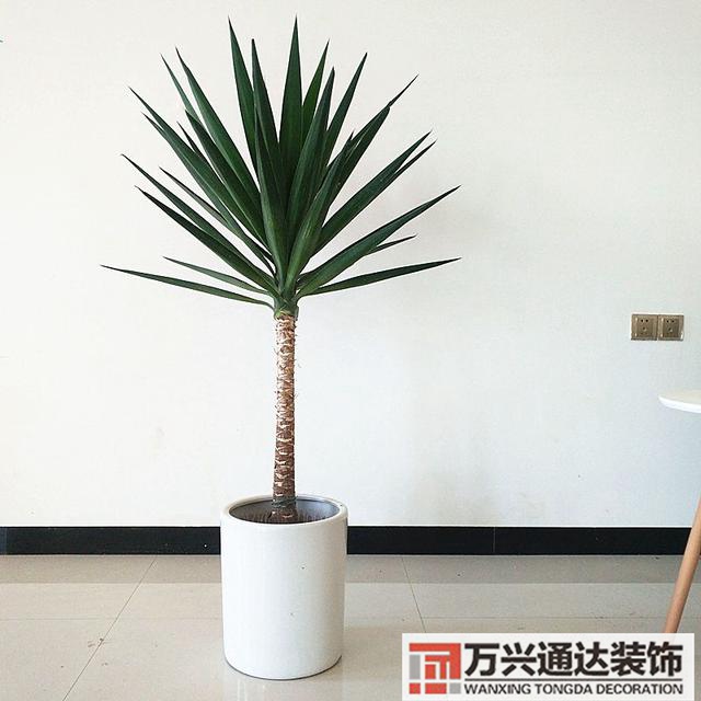 黑金剛的風(fēng)水黑金剛的風(fēng)水?dāng)[放位置