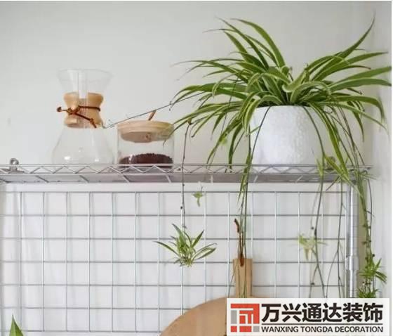 長(zhǎng)壽花風(fēng)水家里適合養(yǎng)長(zhǎng)壽花風(fēng)水